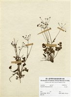 藏品(玉山茴芹)的圖片